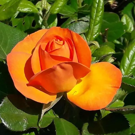 Rosa *