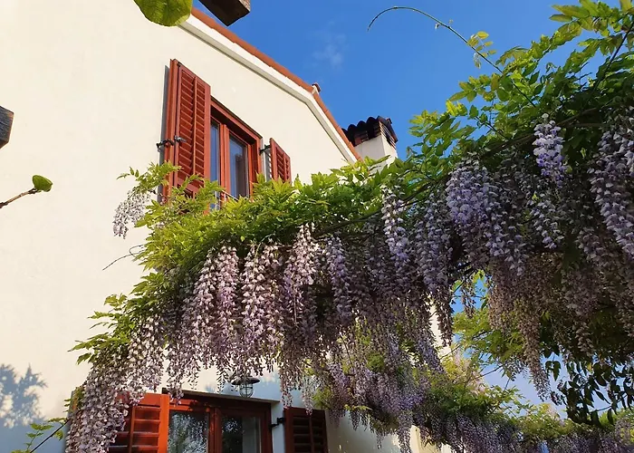 Rosa * בפורטורוז